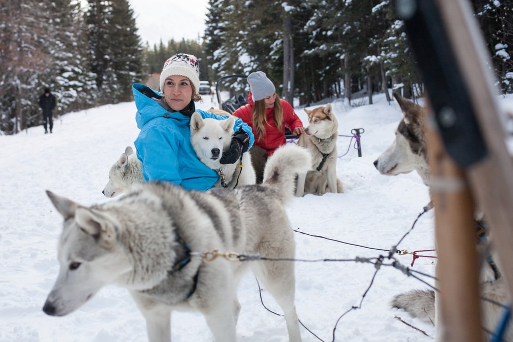 A dog sled team running through snow
